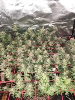 Hemp Grow Kit -Green Garden Shop 8600301 01TEST tif