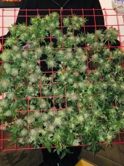 Hemp Grow Kit -Green Garden Shop 8600301 02TEST tif 1