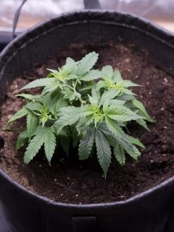 Hemp Success Kit -Green Garden Shop 8600301 0584 tif