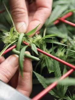 Hemp Success Kit -Green Garden Shop 8600301 2002 tif