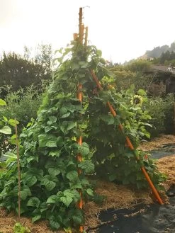 Annabel Tipi Trellis -Green Garden Shop 8600521 02V tif