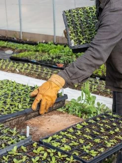 The Vermonter By Vermont Glove -Green Garden Shop 8608918 08v