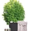 Victory Hemp Success Kit -Green Garden Shop 8609041 4000 tif