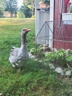 Chicken Wire Crop Coop -Green Garden Shop 8609080 02IN tif
