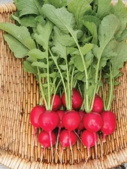 Family Garden Organic Seed Collection, Set Of 7 14 Family Garden Organic Seed Collection, Set Of 7 -Green Garden Shop 8610262 Cherry Belle Radish 06V tif