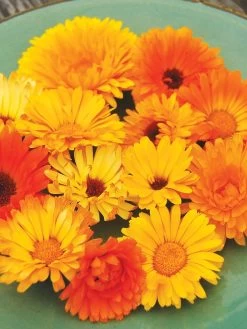 Family Garden Organic Seed Collection, Set Of 7 13 Family Garden Organic Seed Collection, Set Of 7 -Green Garden Shop 8610262 Pacific Beauty Calendula 07V tif