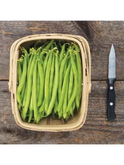 Antigua Bush Bean Organic Seeds 7 Antigua Bush Bean Organic Seeds -Green Garden Shop 8610262 antigua bean 8 15 18 05v