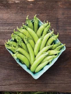 Family Garden Organic Seed Collection, Set Of 7 11 Family Garden Organic Seed Collection, Set Of 7 -Green Garden Shop 8610262 cascadia peas 01V tif