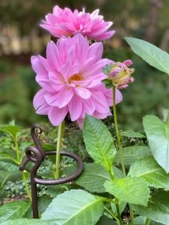 Arden Single Stem Supports, Set Of 2 -Green Garden Shop 8610375 5703 tif