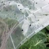 Ventilated Row Cover, 6.5' X 32.5' -Green Garden Shop 8610390 0647 tif