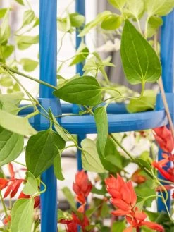 Fleur De Lis Obelisk, 67" 9 Fleur De Lis Obelisk, 67" -Green Garden Shop 8611663 0607 tif