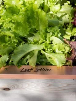 Re-Markable Raised Bed Trim -Green Garden Shop 8611757 326 tif