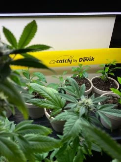 Catchy Natural Greenhouse Pest Protection Sticky Roll, 30’ -Green Garden Shop 8611979 8004