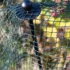 Bird-Safe Woven Bird Netting -Green Garden Shop 8611981 1747 tif