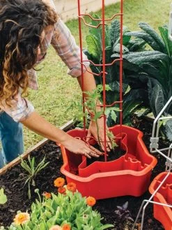 Deluxe Tomato Halos, Set Of 2 14 Deluxe Tomato Halos, Set Of 2 -Green Garden Shop 8612045 135 tif