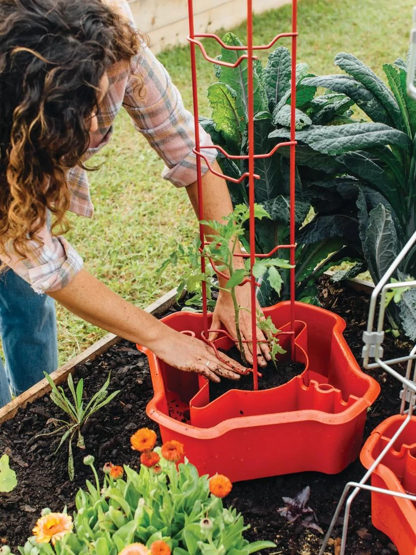 Deluxe Tomato Halos, Set Of 2 5 Deluxe Tomato Halos, Set Of 2 - Image 3