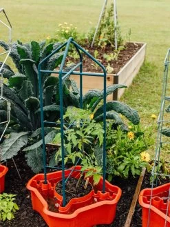 Deluxe Tomato Halos, Set Of 2 15 Deluxe Tomato Halos, Set Of 2 -Green Garden Shop 8612045 221 tif