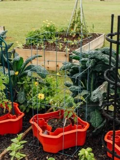 Deluxe Tomato Halos, Set Of 2 17 Deluxe Tomato Halos, Set Of 2 -Green Garden Shop 8612045 226 tif