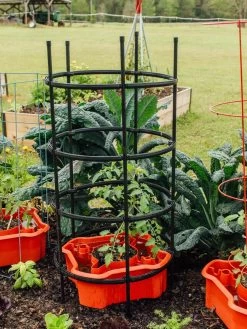 Deluxe Tomato Halos, Set Of 2 16 Deluxe Tomato Halos, Set Of 2 -Green Garden Shop 8612045 228 tif