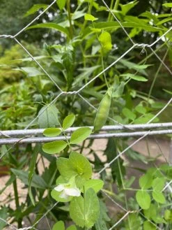 Chicken Wire Pea Trellis -Green Garden Shop 8612718 7307