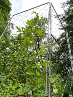 Chicken Wire Pea Trellis -Green Garden Shop 8612718 7308