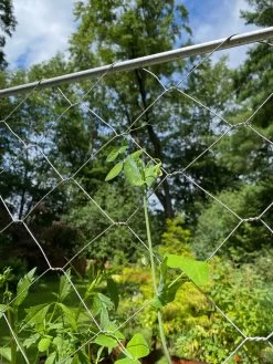 Chicken Wire Pea Trellis -Green Garden Shop 8612718 7311