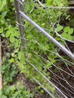 Chicken Wire Pea Trellis -Green Garden Shop 8612718 7312