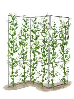 Chicken Wire Pea Trellis -Green Garden Shop 8612718 peatrellis art chicken wire pea trellis
