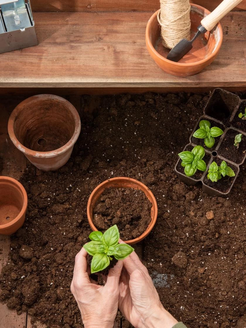 Transplant Mix, 20 Qts 4 Transplant Mix, 20 Qts - Image 2