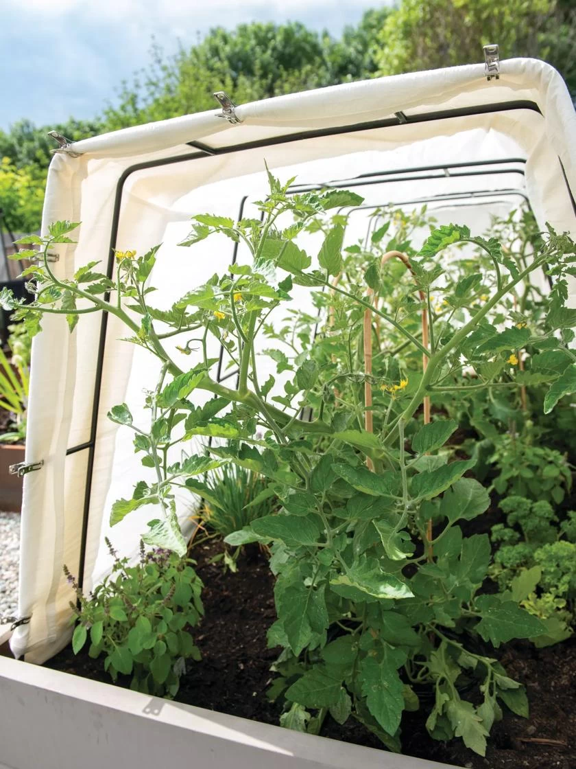 Cotton All Purpose Garden Cover 4 Cotton All Purpose Garden Cover - Image 2