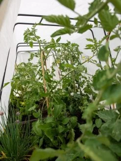 Cotton All Purpose Garden Cover 10 Cotton All Purpose Garden Cover -Green Garden Shop 8612815 0039 tif