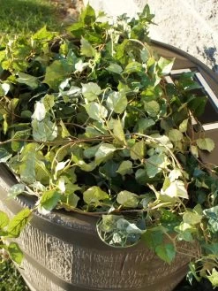 Round Rain Barrel With Planter, 35 Gallons -Green Garden Shop 8612856WALNT 03V tif