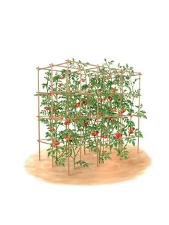 Tomato Six Pack Support -Green Garden Shop 8613143 art flat