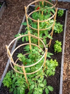 Bamboo Tomato Cages, Set Of 3 -Green Garden Shop 8613426 6916