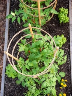 Bamboo Tomato Cages, Set Of 3 -Green Garden Shop 8613426 6921