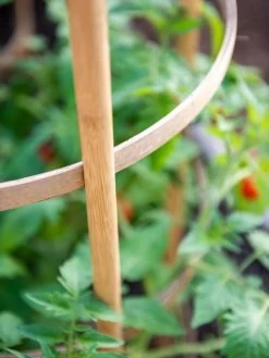 Bamboo Tomato Cages, Set Of 3 -Green Garden Shop 8613426 6924