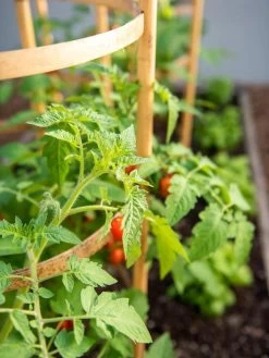 Bamboo Tomato Cages, Set Of 3 -Green Garden Shop 8613426 6934