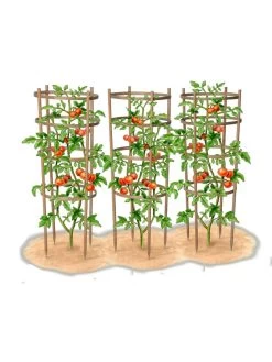 Bamboo Tomato Cages, Set Of 3 -Green Garden Shop 8613426 art