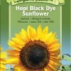 Hopi Black Dye Sunflower Organic Seeds 2 Hopi Black Dye Sunflower Organic Seeds -Green Garden Shop 8613630 01v hopi black dye sunflower