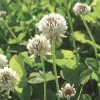 White Clover Seed, 1/2 Lb. -Green Garden Shop GS35957 01K