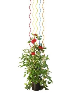 Rainbow Spiral Supports, Set Of 5 -Green Garden Shop GS36377 03S tif