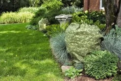 ShrubJacket Covers 9 ShrubJacket Covers -Green Garden Shop gs39166 02